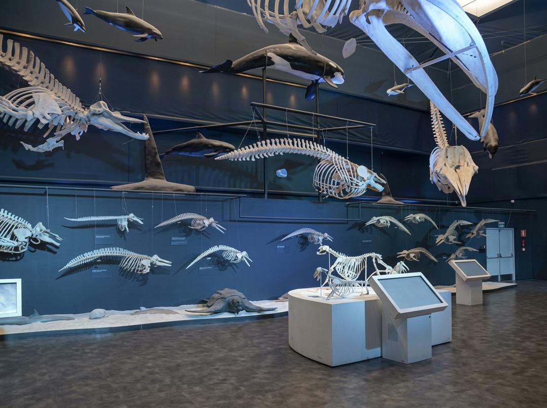 Exhibición de esqueleto de mamut en Museo Universitario de Ciencias Naturales UNAM