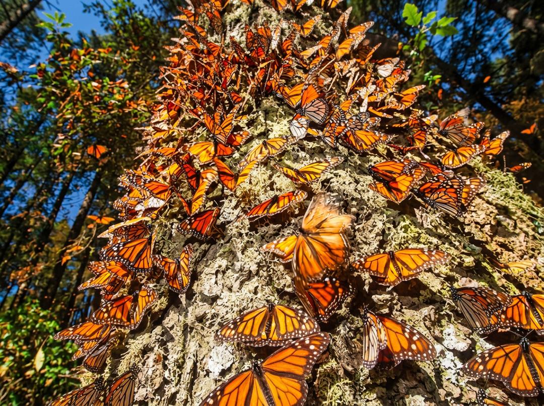 Mariposas Monarca en Reserve Biosfera Michoacán